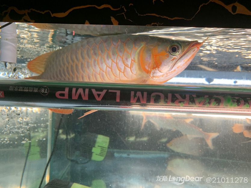 純印尼大湖紅龍32+不斗不掉無病無災(zāi)廣東湛江自提3500不刀