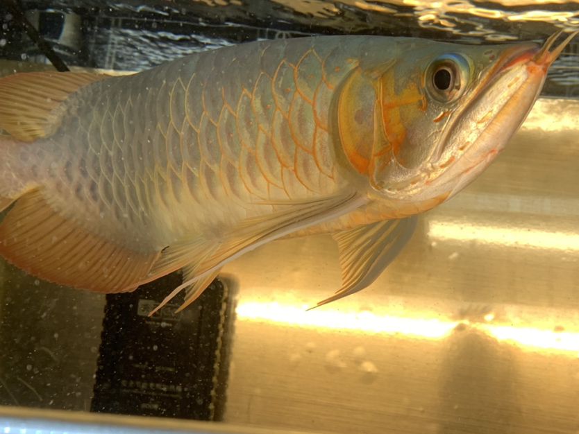 純印尼大湖紅龍32+不斗不掉無病無災(zāi)廣東湛江自提3500不刀