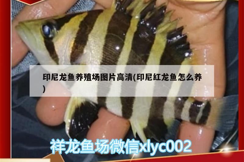印尼龍魚養殖場圖片高清(印尼紅龍魚怎么養)