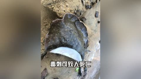 魟魚過水突然死亡什么原因引起的：魟魚過水突然死亡什么原因引起[需手動填充]魚過水突然死亡什么原因引起