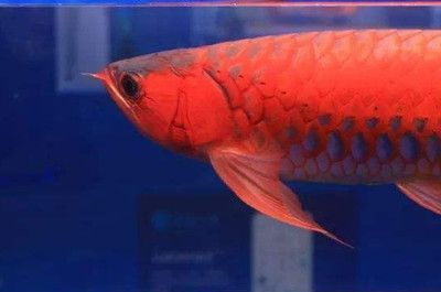 龍魚得病的表現是什么樣子