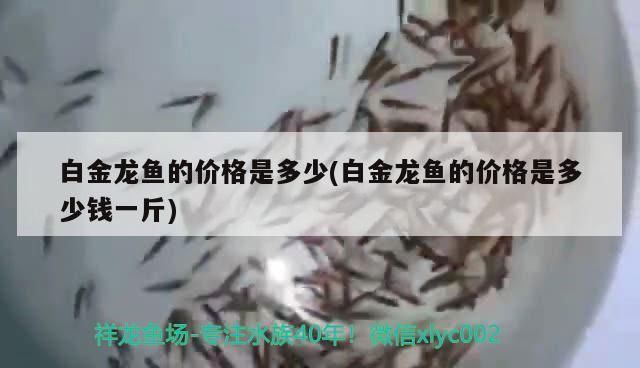 白金龍魚的價(jià)格是多少(白金龍魚的價(jià)格是多少錢一斤) 白金龍魚的價(jià)格是多少(白金龍魚的價(jià)格是多少錢一斤) 黃金貓魚百科 第3張
