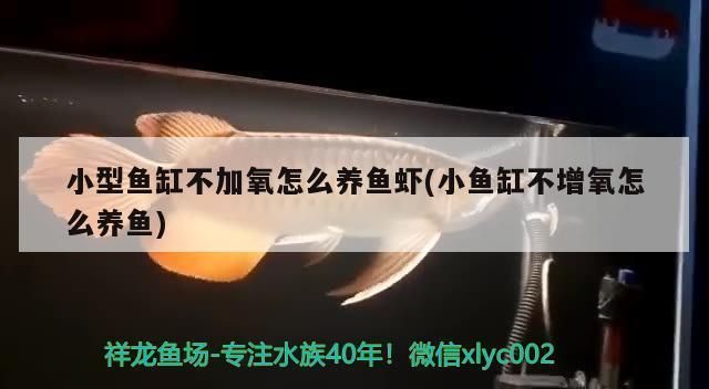 馬來西亞紅龍魚長大圖片(馬來西亞成年紅龍魚圖片)