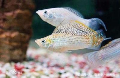 觀賞魚幼魚飼料選購指南，如何判斷魚糧質量，幼魚飼料營養成分解析
