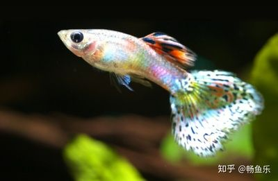 觀賞魚幼魚飼料選購指南，如何判斷魚糧質量，幼魚飼料營養成分解析