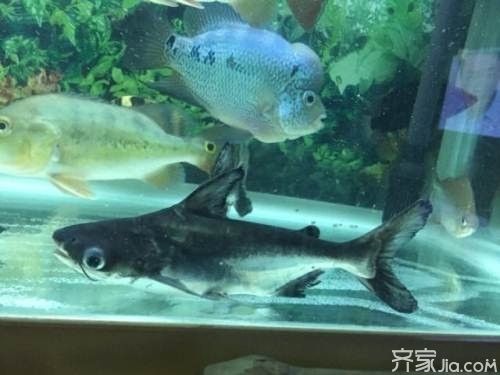 黃金貓魚是招財貓嗎圖片欣賞大全大圖(黃金貓魚是招財貓嗎圖片欣賞大全大圖高清) 黃金貓魚是招財貓嗎圖片欣賞大全大圖(黃金貓魚是招財貓嗎圖片欣賞大全大圖高清) 黃金貓魚百科 第2張
