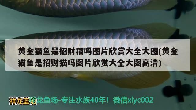 黃金貓魚是招財貓嗎圖片欣賞大全大圖(黃金貓魚是招財貓嗎圖片欣賞大全大圖高清) 黃金貓魚是招財貓嗎圖片欣賞大全大圖(黃金貓魚是招財貓嗎圖片欣賞大全大圖高清) 黃金貓魚百科 第3張