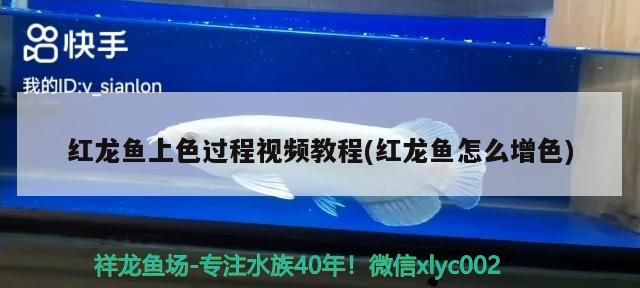 紅龍魚上色過程視頻教程(紅龍魚怎么增色)