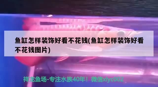 魚缸怎樣裝飾好看不花錢(魚缸怎樣裝飾好看不花錢圖片) 元寶鳳凰魚百科 第2張 魚缸怎樣裝飾好看不花錢(魚缸怎樣裝飾好看不花錢圖片) 魚缸怎樣裝飾好看不花錢(魚缸怎樣裝飾好看不花錢圖片) 元寶鳳凰魚百科 第2張