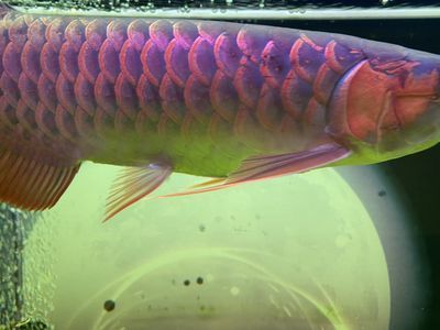 紅龍魚喂食量是多少合適 龍魚百科 第3張 紅龍魚喂食量是多少合適 紅龍魚喂食量是多少合適 龍魚百科 第3張