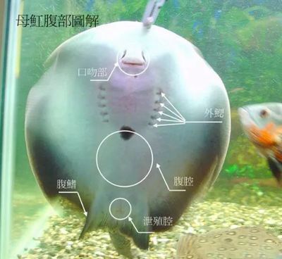 魟魚腹部長絲：魟魚腹部長絲信息[需手動填充][需手動填充]魚腹部長絲的具體信息