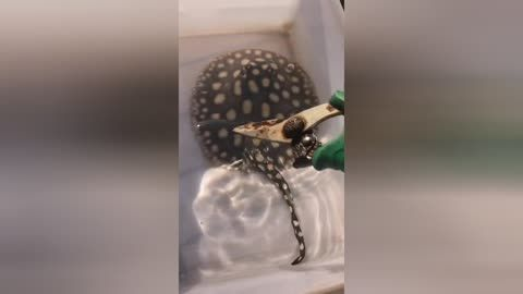 被魟魚扎到會怎樣：被魟魚扎到可能會帶來一系列的身體反應和健康問題