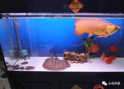 被魟魚扎到會怎樣：被魟魚扎到可能會帶來一系列的身體反應和健康問題