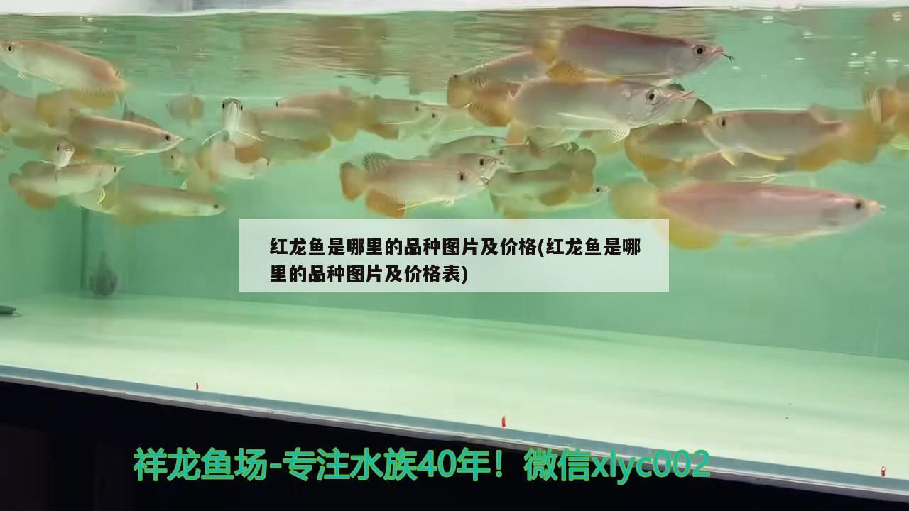 紅龍魚(yú)是哪里的品種圖片及價(jià)格(紅龍魚(yú)是哪里的品種圖片及價(jià)格表)