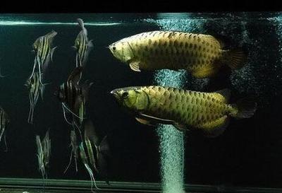 魟魚之間會打架嗎：魟魚之間的打架情況主要取決于它們的種類和生活環境 魟魚之間會打架嗎：魟魚之間的打架情況主要取決于它們的種類和生活環境 魟魚百科 第4張