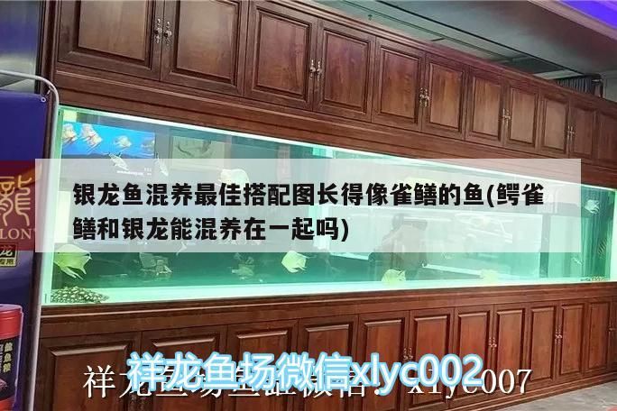 銀龍魚混養(yǎng)最佳搭配圖長得像雀鱔的魚(鱷雀鱔和銀龍能混養(yǎng)在一起嗎)