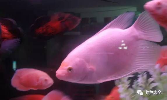 火箭魚水溫波動影響研究，水溫波動對火箭魚的影響