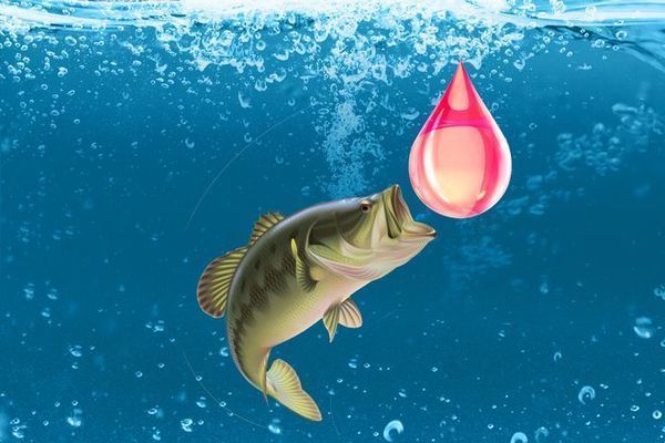 火箭魚水溫波動影響研究，水溫波動對火箭魚的影響