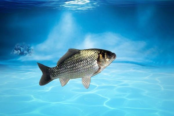 火箭魚水溫波動影響研究，水溫波動對火箭魚的影響