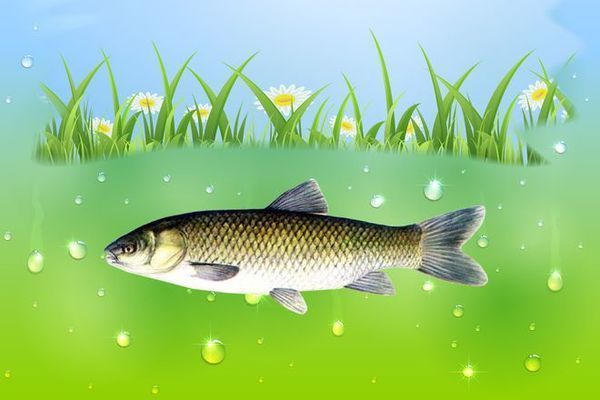 火箭魚水溫波動影響研究，水溫波動對火箭魚的影響