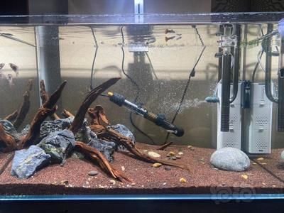 魚被寄生蟲感染怎么辦？全面解析防治方法，魚被寄生蟲感染怎么辦？全面解析防治方法 魚被寄生蟲感染怎么辦？全面解析防治方法，魚被寄生蟲感染怎么辦？全面解析防治方法 龍魚常見疾病 第2張
