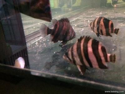 四紋虎魚飼料品牌對比，四紋虎魚飼料怎么選