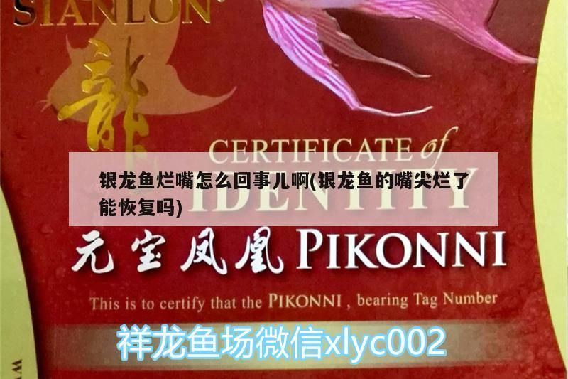銀龍魚爛嘴怎么回事兒啊(銀龍魚的嘴尖爛了能恢復嗎)
