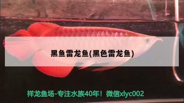 黑魚(yú)雷龍魚(yú)(黑色雷龍魚(yú))
