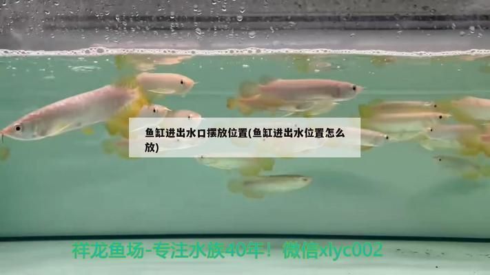 性價比高的龍魚缸品牌排行榜及價格