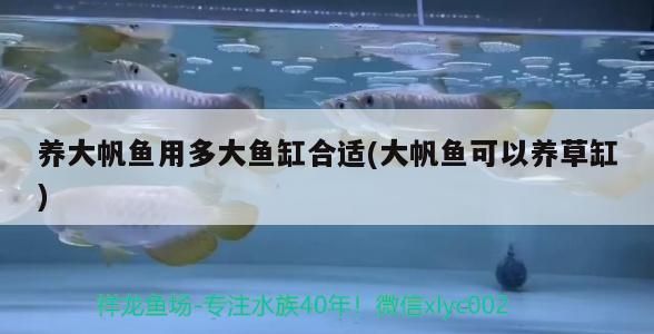 養(yǎng)大帆魚用多大魚缸合適(大帆魚可以養(yǎng)草缸)