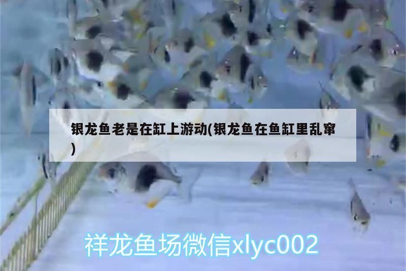 銀龍魚老是在缸上游動(銀龍魚在魚缸里亂竄)