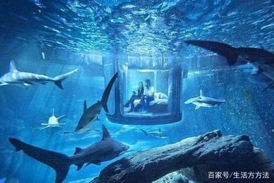 做水族館能賺錢嗎現在（水族館如何盈利）