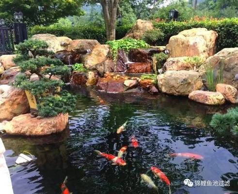 魚的姐妹名，探索水生生物的命名奧秘，魚的姐妹名，揭秘水生生物的命名奧秘