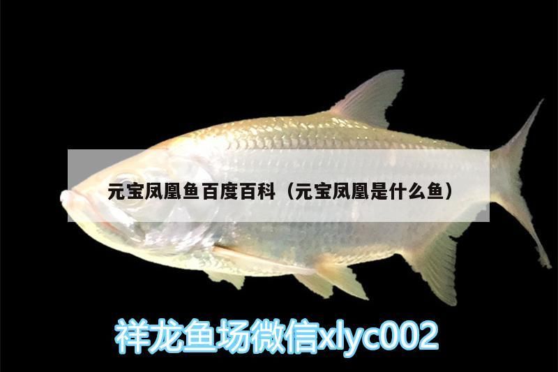 元寶鳳凰魚百度百科（元寶鳳凰是什么魚）