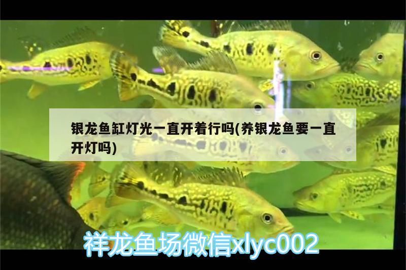 銀龍魚缸燈光一直開著行嗎(養銀龍魚要一直開燈嗎)