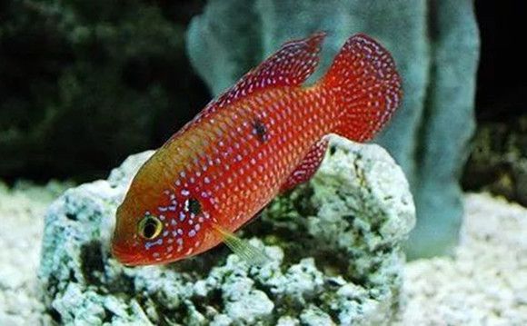 鳙魚的特點(diǎn)及其生態(tài)價(jià)值，鳙魚的生態(tài)特性與環(huán)境保護(hù)價(jià)值