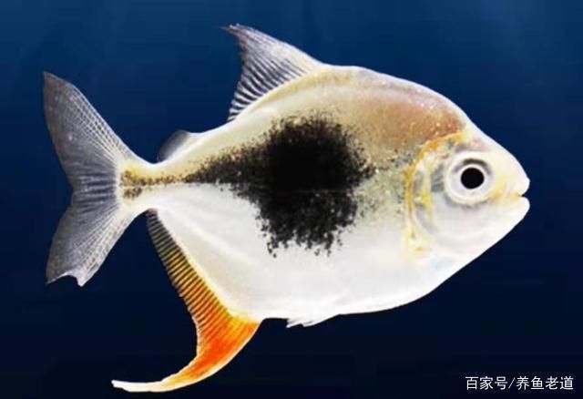 龍魚缸搭配，龍魚缸搭配技巧，龍魚混養注意事項
