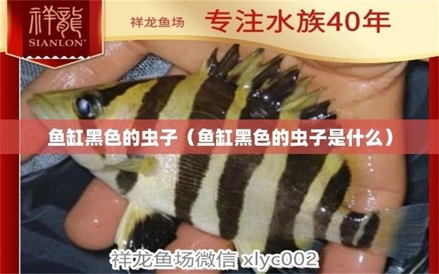 龍魚缸里有黑色的小蟲子是什么，如何自然去除龍魚缸中的黑色小蟲子
