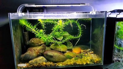 那種魚缸好養魚不容易死，如何正確設置魚缸過濾系統？ 那種魚缸好養魚不容易死，如何正確設置魚缸過濾系統？ 魚缸百科 第7張