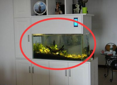 龍魚缸加熱棒擺放示意圖，龍魚缸加熱棒品牌推薦，魚缸循環泵選型指南，