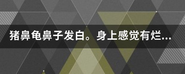 豬鼻龜身上發白怎么辦啊：豬鼻龜鼻子白了是怎么回事