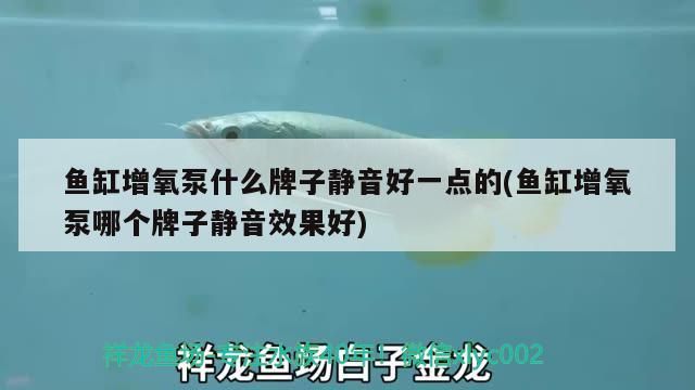 魚缸增氧泵什么牌子靜音好一點(diǎn)的(魚缸增氧泵哪個(gè)牌子靜音效果好)