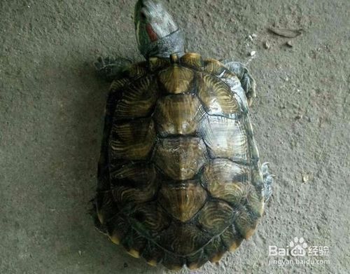 豬鼻龜的年齡怎么看：如何判斷豬鼻龜年齡多大了