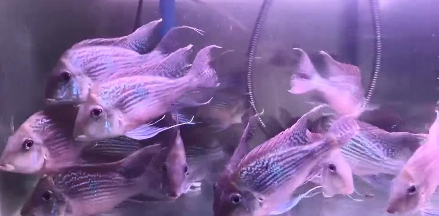 如何判斷龍魚炸鱗的類型,如何判斷龍魚炸鱗? 龍魚百科 第2張 如何判斷龍魚炸鱗的類型,如何判斷龍魚炸鱗? 如何判斷龍魚炸鱗的類型,如何判斷龍魚炸鱗? 龍魚百科 第2張
