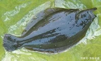 魟魚 淡水魚：“魟魚淡水魚”是一種既可以生活在海水中的魚類