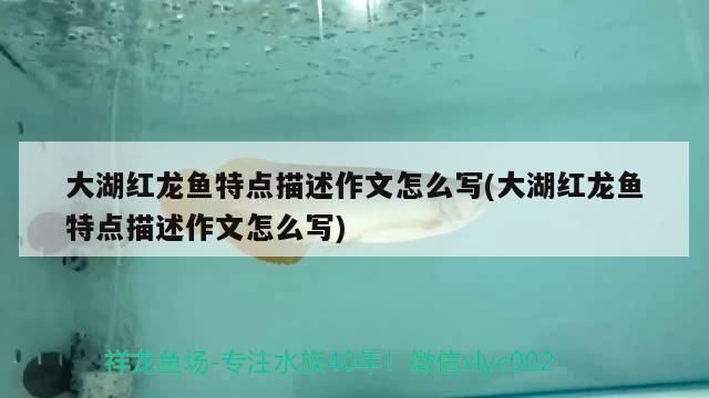 大湖紅龍魚特點描述作文怎么寫(大湖紅龍魚特點描述作文怎么寫)
