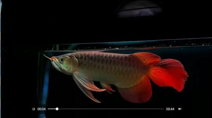 大湖魚紅龍屬于什么魚類類型圖片：關于大湖魚紅龍魚的分類及特征，大湖魚紅龍魚的飼養技巧