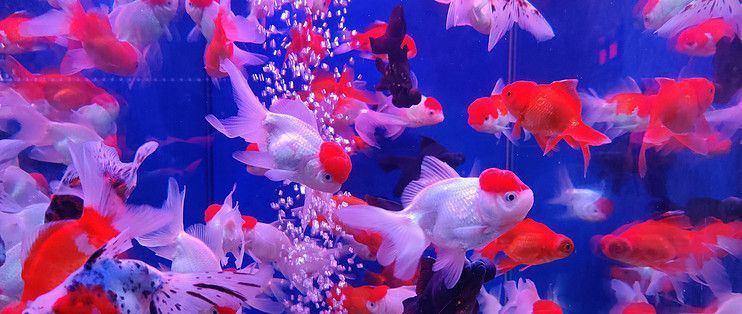 如何預(yù)防金老虎魚白點病，如何判斷金老虎魚健康狀況