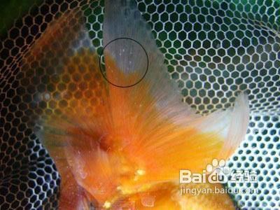 如何預(yù)防金老虎魚白點病，如何判斷金老虎魚健康狀況