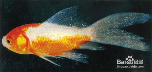 如何預防金老虎魚白點病，如何判斷金老虎魚健康狀況